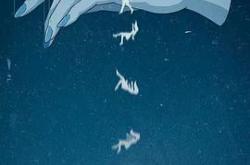 婚姻攻略MP4格式