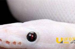 六旬老太产下一条白蛇:惊动全村人_灵异鬼话_玛丽人