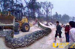 古墓挖出千年大蛇僵尸 大蛇僵尸竟是古代护墓神兽_灵异鬼话_玛丽人