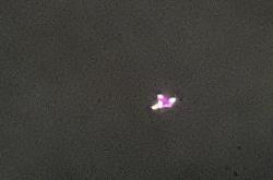 深圳ufo，夜空中旋转变形的巨型粉色ufo（2022年2月16/有高清视频） - 玛丽人