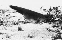 世界三大UFO真实事件，罗斯威尔/蓝道申森林/阿诺德目击事件（未解之谜） - 玛丽人