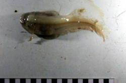 我国科考队捕获“狮子鱼” 用于深渊生物演化研究