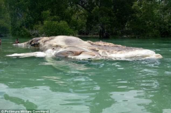 印尼海滩现15米长神秘海洋生物