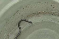 奇闻怪事：被吞进去的蛇竟然从屁股钻了出来