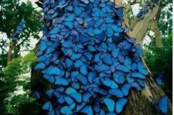 “蝴蝶树”之谜