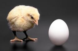  到底是先有鸡还是先有蛋，从科学的角度来解答你