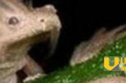 06年真龙吃人的照片:昆仑山真龙揭秘_灵异鬼话玛丽人