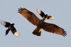 为什么喜鹊不是好鸟，喜鹊是被误解的“益鸟”？ -宇宙探索发现