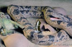 世界上最古老的蛇，玛德松纳蛇/印度古裂口蛇/泰坦蟒 -宇宙探索发现