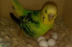 怎么让鹦鹉快速下蛋，主要有三种方法 -宇宙探索发现