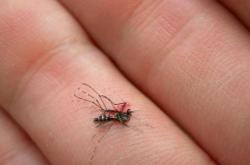 打死一只蚊子判几年，不会坐牢（蚊子不是保护动物随便杀） -百科