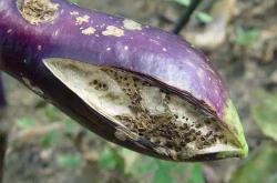 茄子最忌什么肥料，高浓度氮肥/未腐熟有机肥/磷肥过量（影响茄子产量） -百科