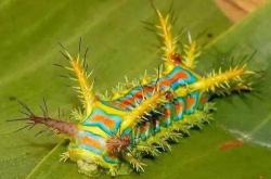 中国最毒的毒虫图片，常见的七类（2022最新版） -百科