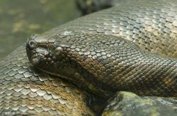 蛇有情绪吗，蛇是冷血动物 -百科