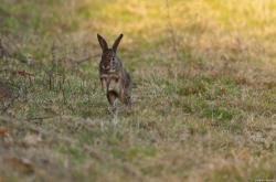 世界上最凶狠的兔子，第一名双眼火红如同恶魔(癌变) -百科