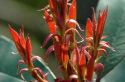 石楠花的味道是什么梗，石楠花为什么叫最污花 -百科