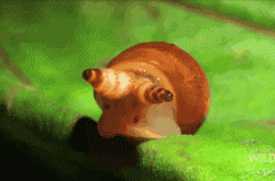 十大最危险寄生虫，揭秘十大恐怖寄生虫！（慎入！！！） -百科