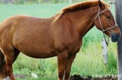 马是怎样睡觉的，姿势很奇葩 -百科