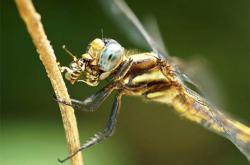 蜻蜓咬人有毒吗，无毒（特殊情况会攻击人类） -百科