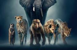 王朝第二季MP4格式