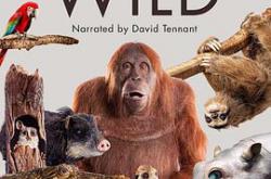 荒野间谍第一季MP4格式