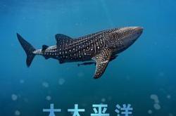 大太平洋MP4格式