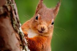 高地：苏格兰狂野之心第一季MP4格式