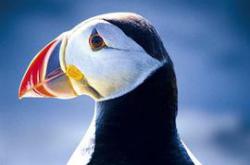 赫布里底群岛－边缘的群岛MP4格式