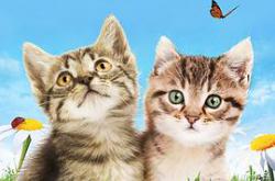 萌宠成长记第一季MP4格式