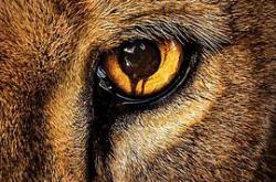 困兽第二季MP4格式