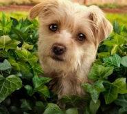 小狗广场第二季MP4格式