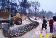 古墓挖出千年大蛇僵尸 大蛇僵尸竟是古代护墓神兽_灵异鬼话_UFO发现网