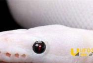 六旬老太产下一条白蛇:惊动全村人_灵异鬼话_UFO发现网