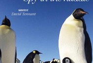 企鹅群里有特务