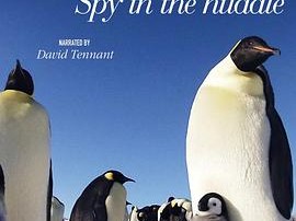 企鹅群里有特务