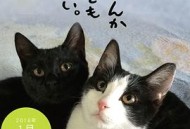 为什么猫都叫不来