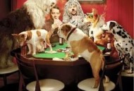 犬友笑传第三季