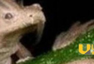 06年真龙吃人的照片:昆仑山真龙揭秘_灵异鬼话