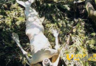 水猴子抓走农村小孩 二十年后小孩竟死而复生太可怕_灵异鬼话_UFO发现网