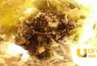 火葬场烧明星美女尸体 竟听见婴儿诡异哭声_灵异鬼话_UFO发现网