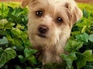 小狗广场第二季