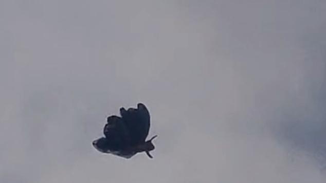 包头禁飞区惊现蝴蝶UFO：翼展约3米！