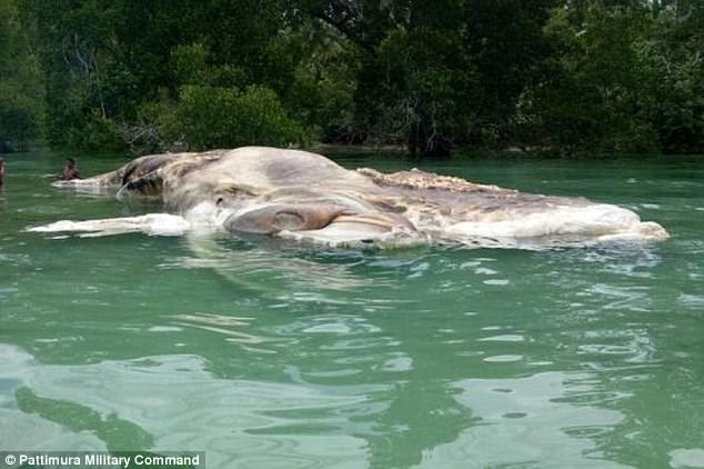 印尼海滩现15米长神秘海洋生物