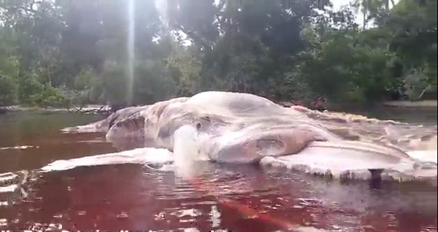 印尼海滩现15米长神秘海洋生物