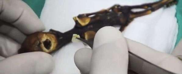 小人国真的存在么？