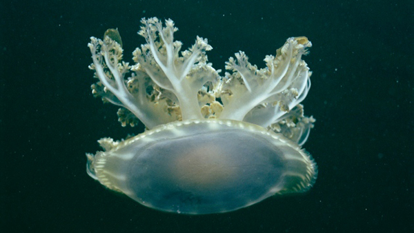 科学探索：水母捕捉鼾声给睡眠起源提供线索