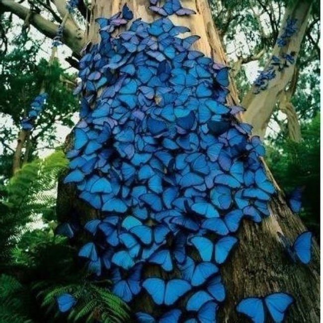 “蝴蝶树”之谜