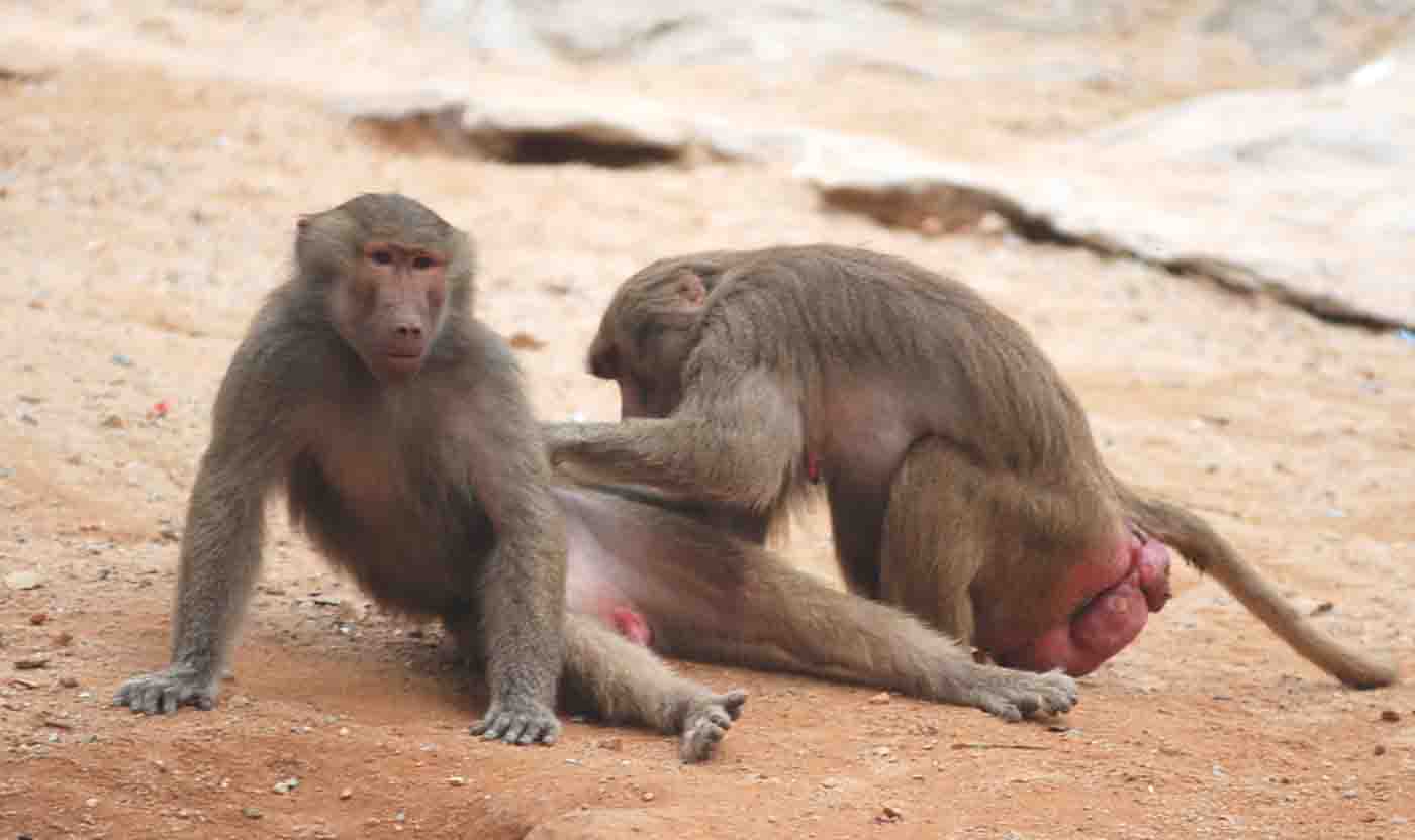  人类语言如何而来，又和狒狒叫声有什么关系