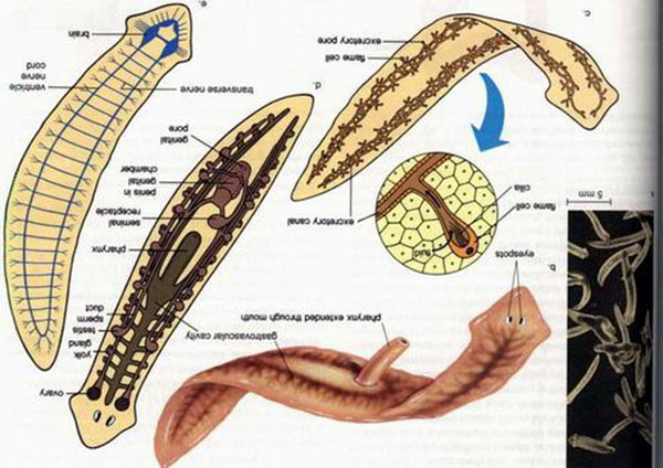 器官再生由什么基因控制