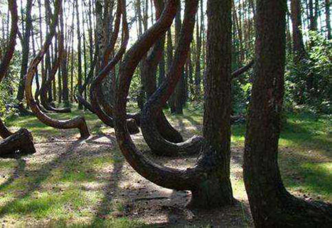 几十年之间长成的奇怪松树